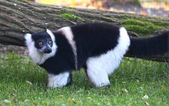 black-and-white ruffed lemur