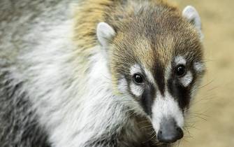 white-nosed coati