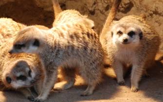 meerkats meerkats