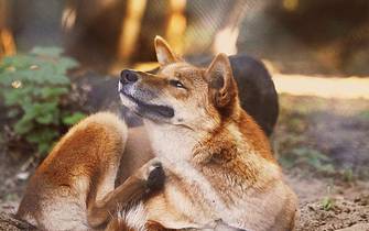 dingos dingos