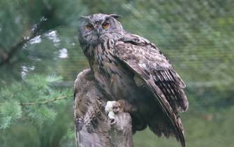 Eurasian eagle-owl
