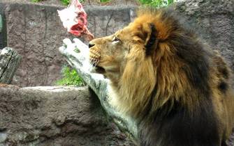 lions lions