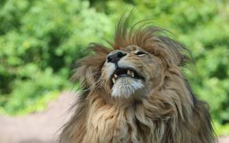lions