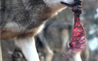wolves wolves