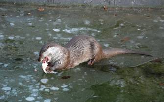 otters otters
